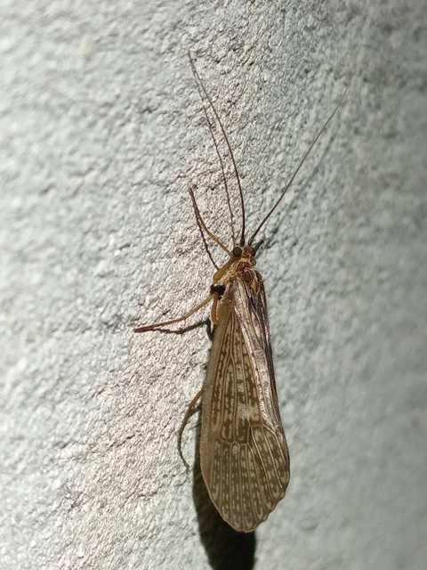 Trichoptera - Tegzesek