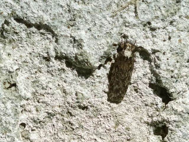 Microlepidoptera - Molylepkék Microlepidoptera - Molylepkék