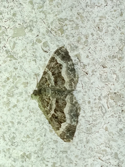 Macrolepidoptera - Nagylepkék Macrolepidoptera - Nagylepkék