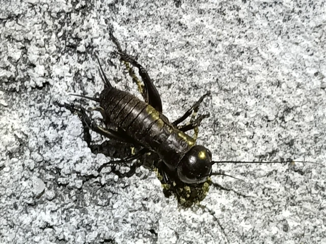 Orthoptera - Egyenesszárnyúak Orthoptera - Egyenesszárnyúak