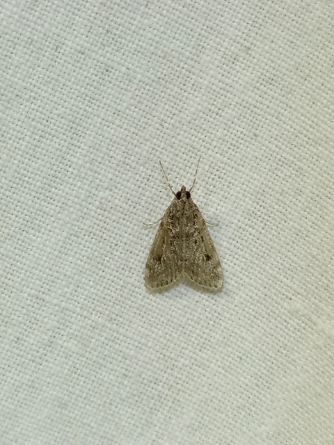 Microlepidoptera - Molylepkék Microlepidoptera - Molylepkék