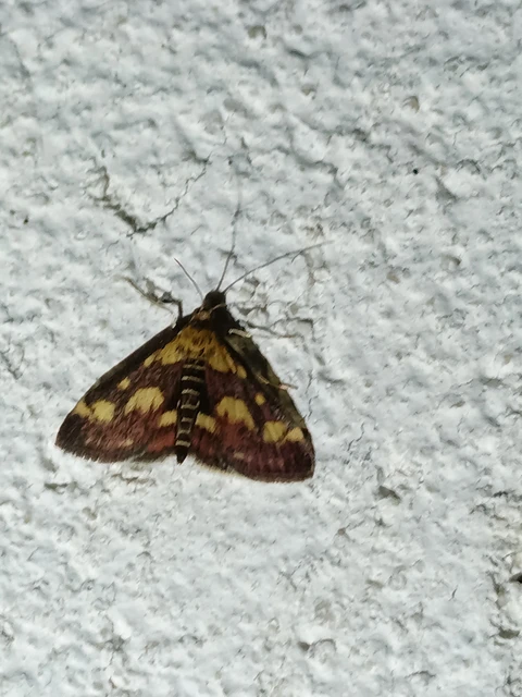 Microlepidoptera - Molylepkék Microlepidoptera - Molylepkék