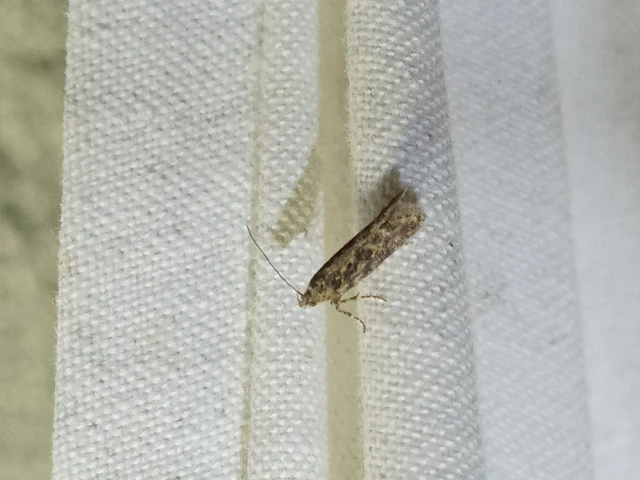 Microlepidoptera - Molylepkék Microlepidoptera - Molylepkék