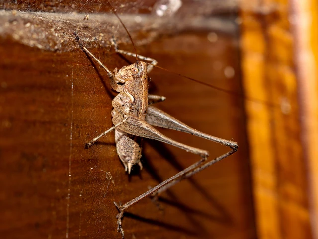 Rhacocleis germanica - német szöcske