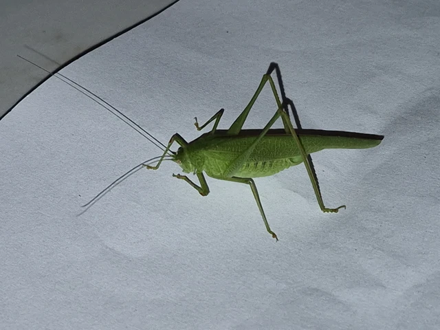 Phaneroptera nana - pontozott repülőszöcske