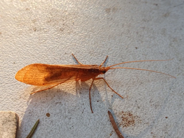 Trichoptera - Tegzesek