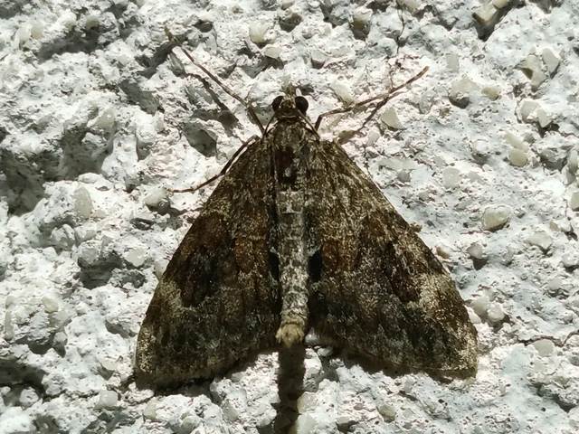 Macrolepidoptera - Nagylepkék Macrolepidoptera - Nagylepkék