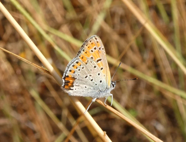 Lycaena thersamon - kis tűzlepke