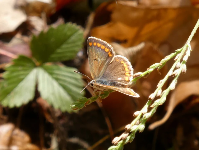 Aricia agestis - szerecsenboglárka