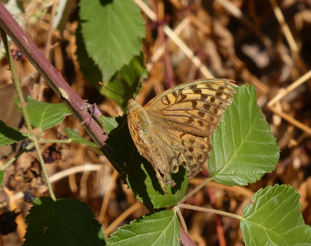 Argynnis pandora - zöldes gyöngyházlepke Argynnis pandora - zöldes gyöngyházlepke