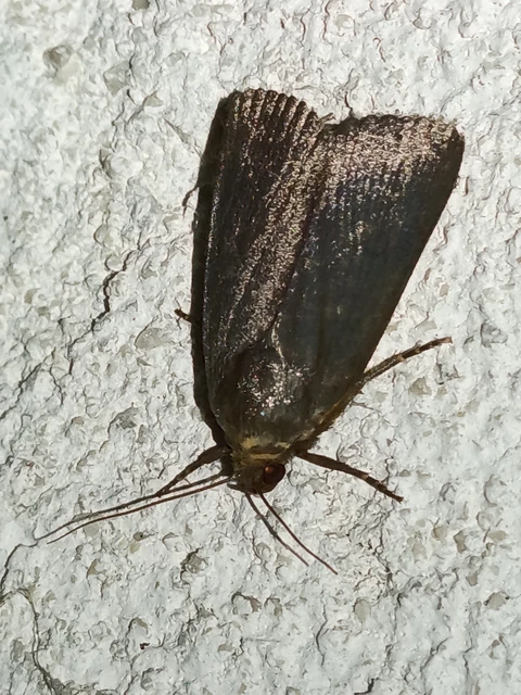 Macrolepidoptera - Nagylepkék Macrolepidoptera - Nagylepkék