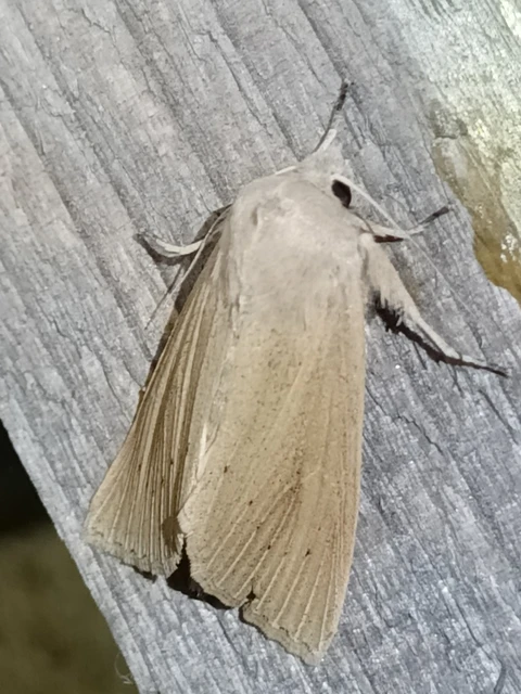 Macrolepidoptera - Nagylepkék Macrolepidoptera - Nagylepkék