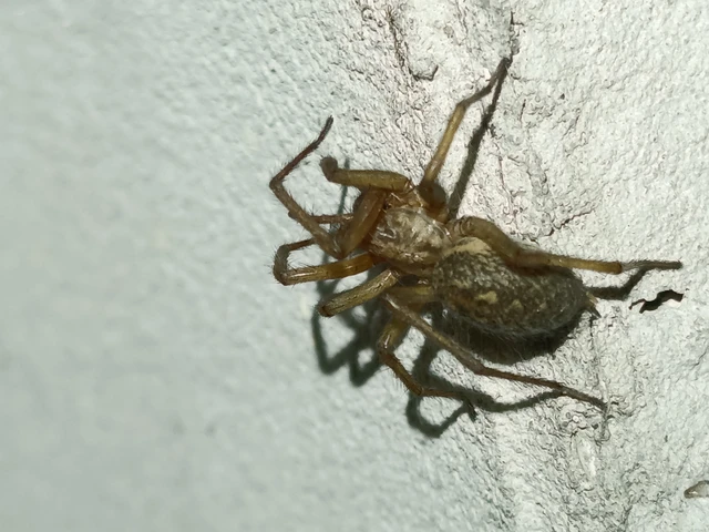 Araneae - Pókok Araneae - Pókok