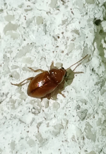 Coleoptera - Bogarak Coleoptera - Bogarak
