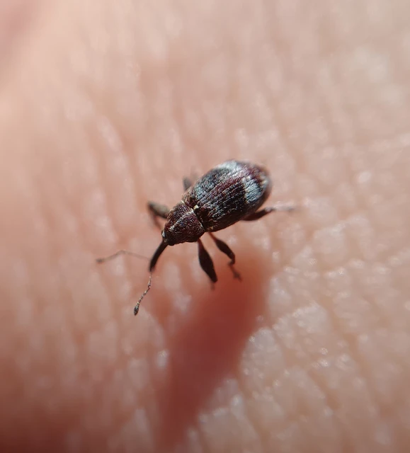 Coleoptera - Bogarak Coleoptera - Bogarak