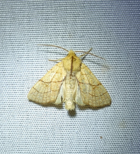 Tiliacea citrago - citromszínű sárgabagoly Tiliacea citrago - citromszínű sárgabagoly