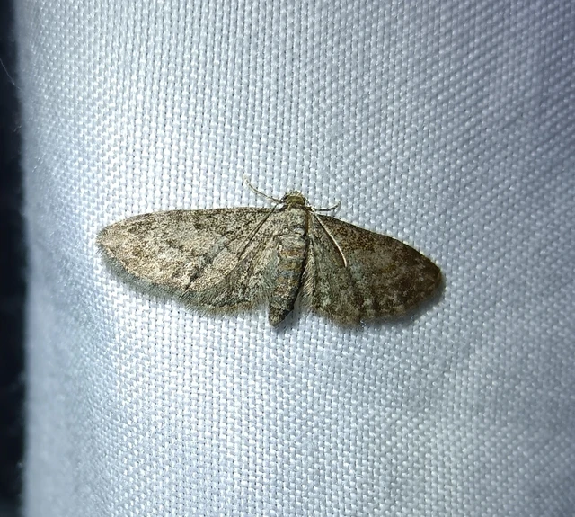 Eupithecia inturbata - juhar-törpearaszoló Eupithecia inturbata - juhar-törpearaszoló