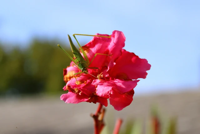 Phaneroptera nana - pontozott repülőszöcske