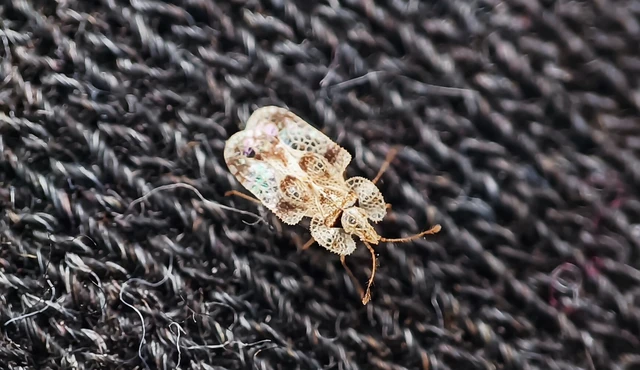 Tingidae - csipkéspoloskák Tingidae - csipkéspoloskák