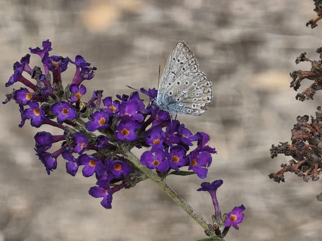 Polyommatus icarus - közönséges boglárka Polyommatus icarus - közönséges boglárka