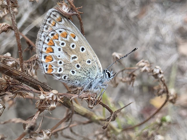 Polyommatus icarus - közönséges boglárka Polyommatus icarus - közönséges boglárka