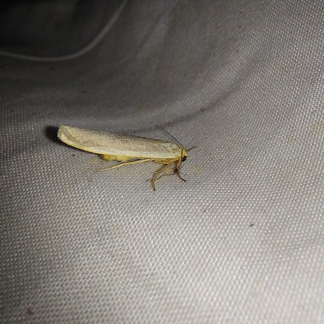 Eilema complana - közönséges zuzmószövő