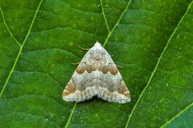 Eublemma amoena - zöldes törpebagoly