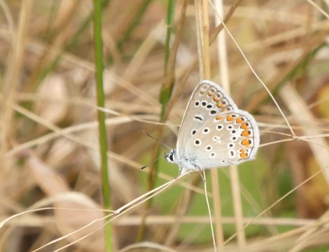 Polyommatus icarus - közönséges boglárka Polyommatus icarus - közönséges boglárka