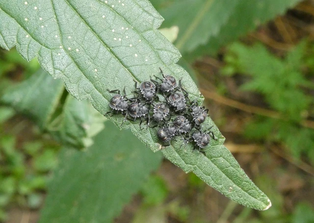 Halyomorpha halys - ázsiai márványospoloska