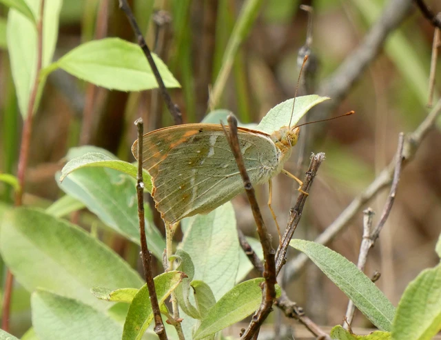 Argynnis pandora - zöldes gyöngyházlepke Argynnis pandora - zöldes gyöngyházlepke