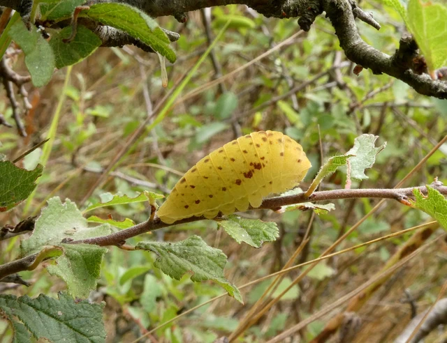 Iphiclides podalirius - kardoslepke