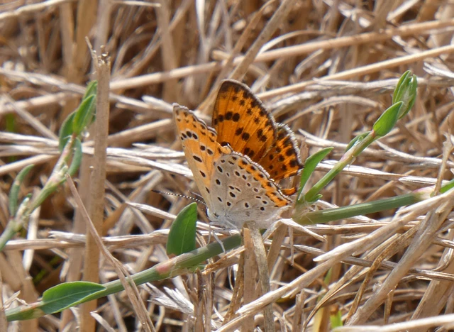 Lycaena thersamon - kis tűzlepke