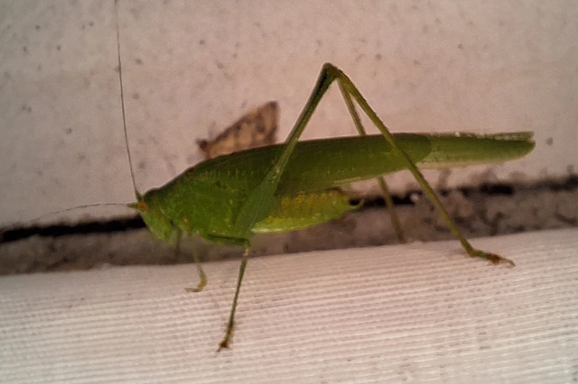 Phaneroptera nana - pontozott repülőszöcske
