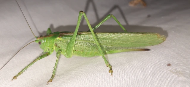 Tettigonia viridissima - zöld lombszöcske