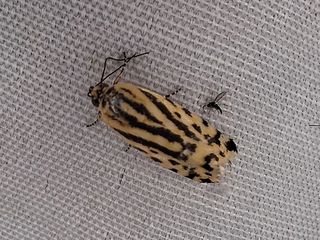 Emmelia trabealis - zebrabagoly