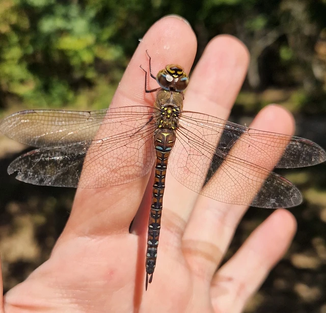 Aeshna mixta - kései karcsúacsa Aeshna mixta - kései karcsúacsa