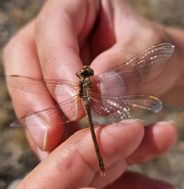 Sympetrum meridionale - fakó katona-szitakötő