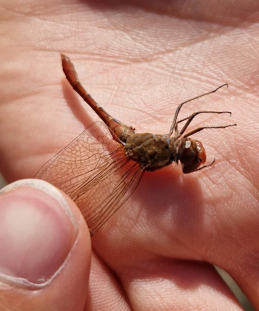 Sympetrum meridionale - fakó katona-szitakötő