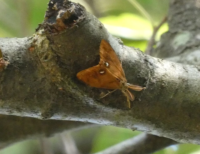 Orgyia antiqua - rozsdabarna kisszövő