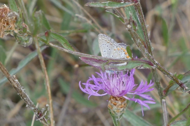 Polyommatus icarus - közönséges boglárka Polyommatus icarus - közönséges boglárka