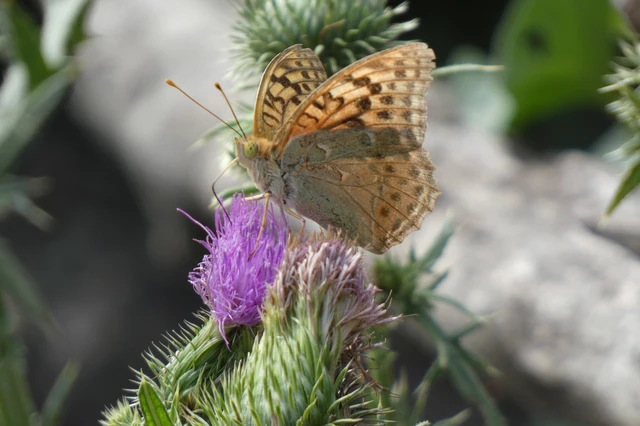 Argynnis pandora - zöldes gyöngyházlepke