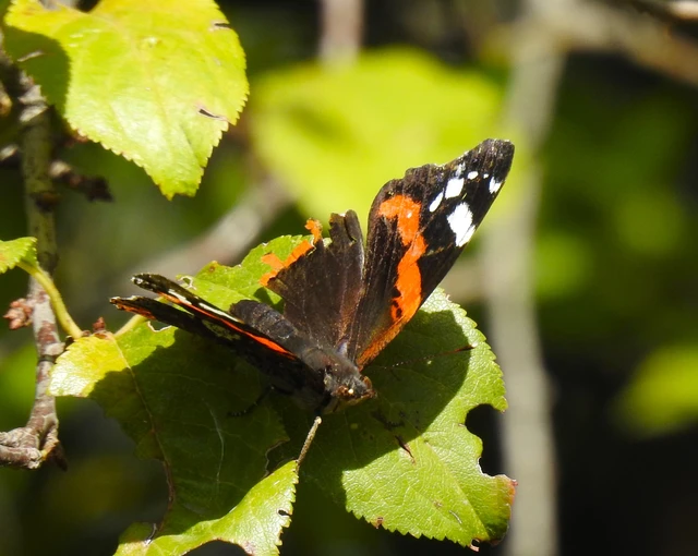 Vanessa atalanta - atalantalepke