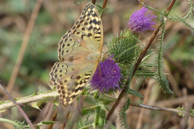 Argynnis pandora - zöldes gyöngyházlepke