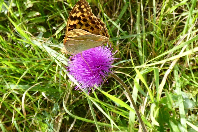 Argynnis pandora - zöldes gyöngyházlepke
