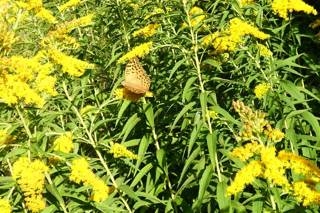 Argynnis pandora - zöldes gyöngyházlepke