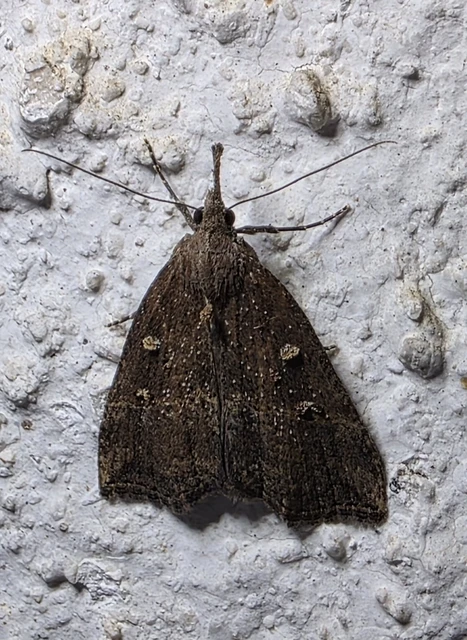 Hypena rostralis - közönséges karcsúbagoly