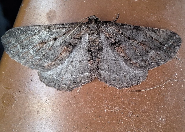 Agriopis bajaria - kökény-téliaraszoló Agriopis bajaria - kökény-téliaraszoló