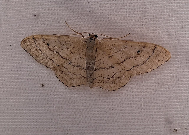 Idaea aversata - nagy sávosaraszoló Idaea aversata - nagy sávosaraszoló