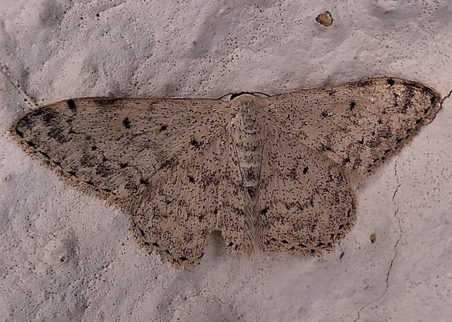 Scopula marginepunctata - pettyes sávosaraszoló Scopula marginepunctata - pettyes sávosaraszoló