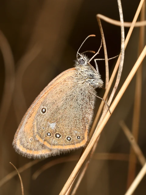 Coenonympha glycerion - közönséges szénalepke